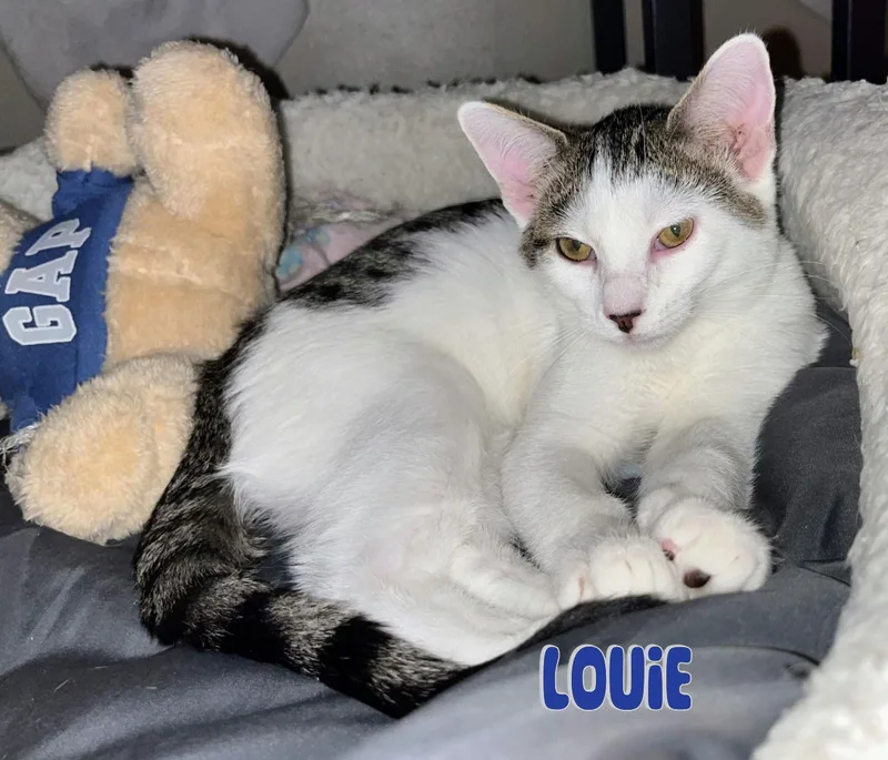 An adult medium-sized male White Domestic Short Hair cat named Louie for adoption in Land O Lakes, FL