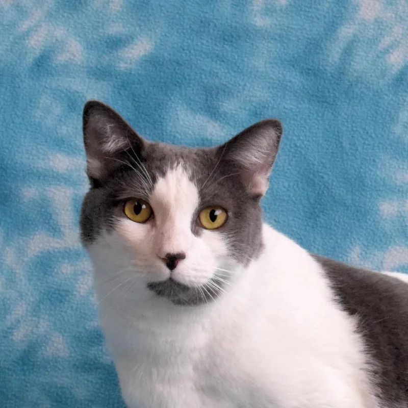An adult large-sized male Gray / Blue / Silver Domestic Short Hair cat named Georgie for adoption in Eureka, CA