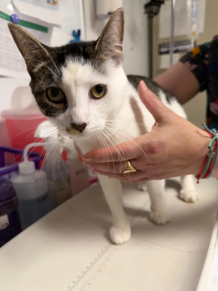 A young large-sized female Domestic Short Hair cat named Streep for adoption in Ewing, NJ