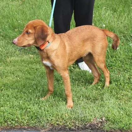 A young medium-sized male Mixed Breed dog named Red for adoption in Elk Grove Village, IL
