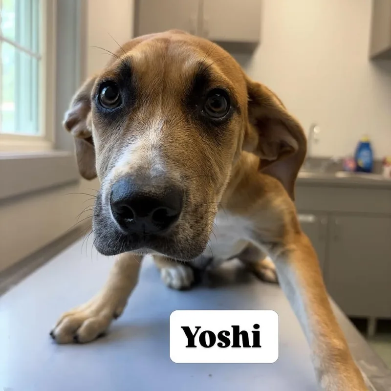 A baby medium-sized male Red / Chestnut / Orange Hound dog named Yoshi for adoption in Calverton, NY
