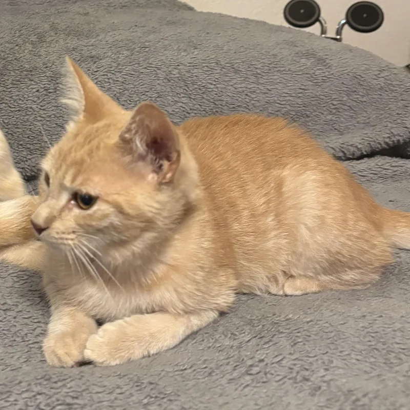 Garfield thumbnail 4
