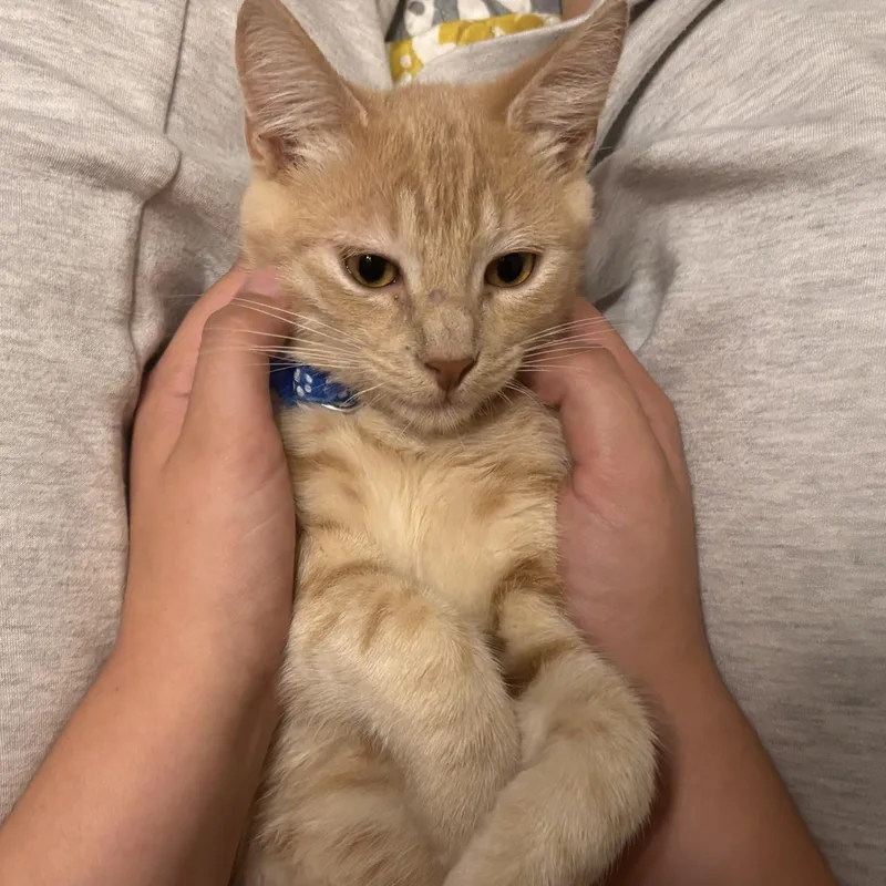 Garfield thumbnail 5