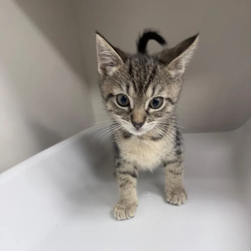 A baby small-sized male Gray / Blue / Silver Domestic Short Hair cat named Mars for adoption in Jupiter, FL