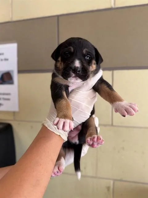 A baby small-sized male Pit Bull Terrier dog named Manny for adoption in Riverside, CA