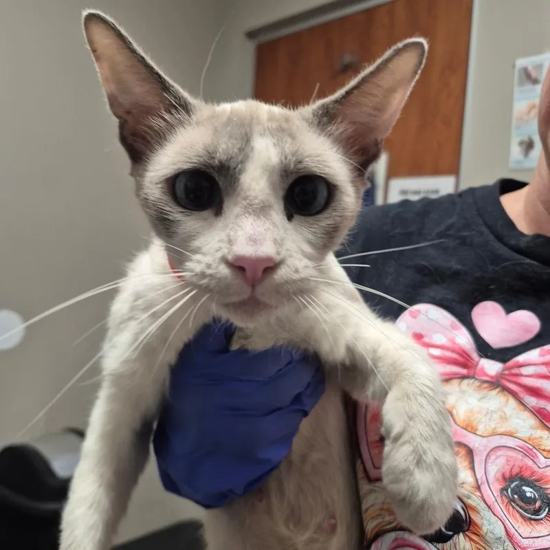 A young medium-sized female Cream / Ivory Domestic Short Hair cat named Jersey for adoption in Yuma, AZ