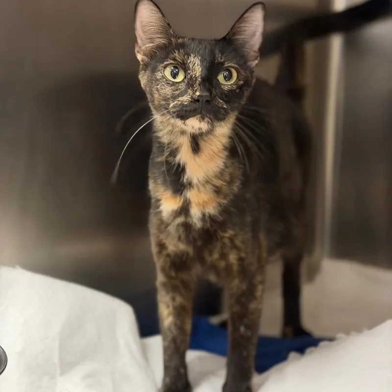 An adult medium-sized female Domestic Short Hair cat named Tortress for adoption in Fort Smith, AR