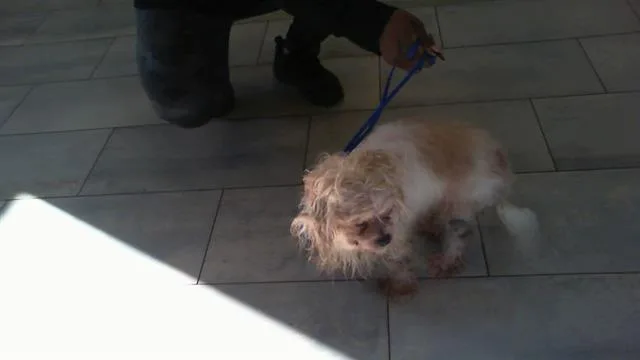 An adult small-sized female Mixed Breed dog named A for adoption in Charlotte, NC