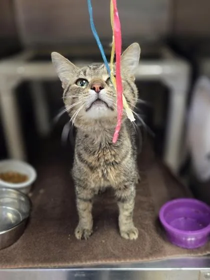 A young medium-sized male Domestic Short Hair cat named Cleetus for adoption in Westland, MI