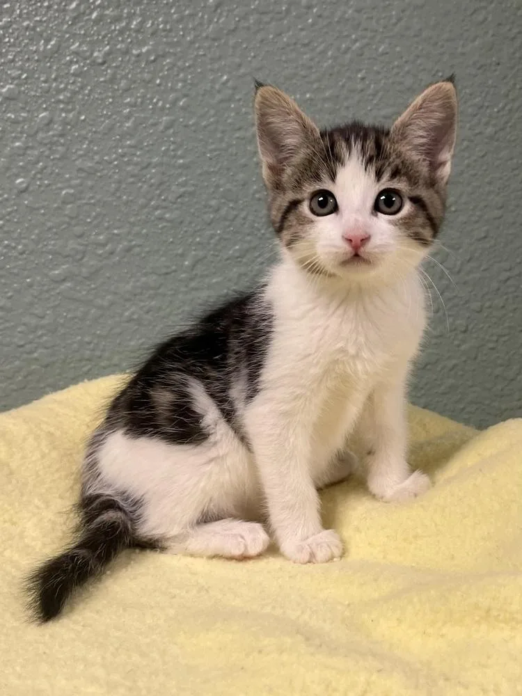 A baby small-sized female Domestic Short Hair cat named Fanta for adoption in Jamestown, CA
