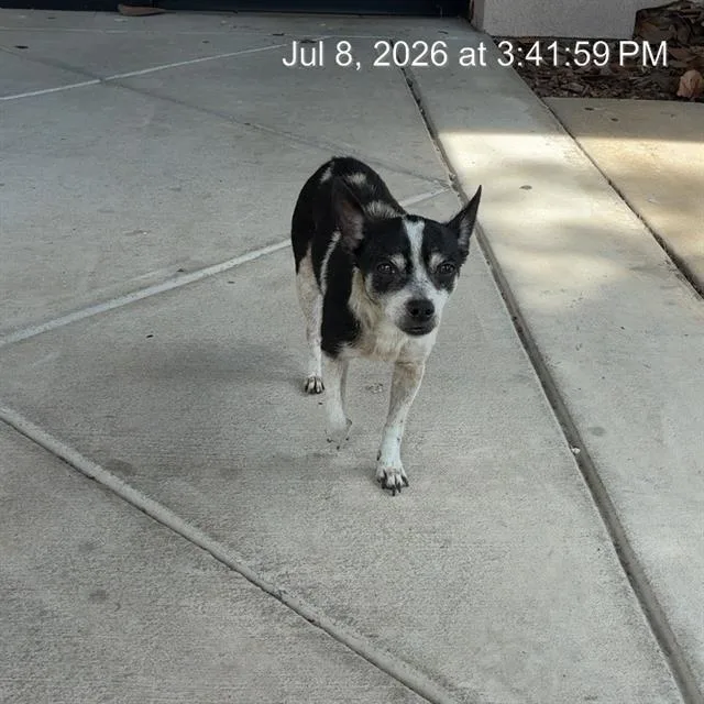 An adult small-sized female Chihuahua dog named Galaxy for adoption in Ocala, FL