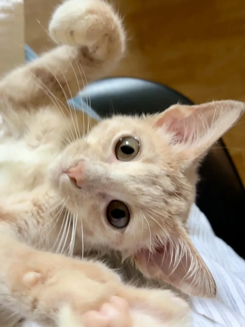 A baby medium-sized male Tabby (Orange / Red) Domestic Short Hair cat named Biscuit for adoption in Waller, TX