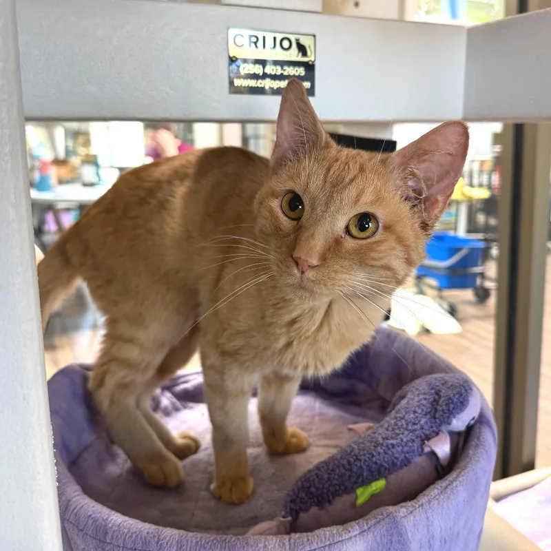 A young medium-sized male Orange / Red Domestic Short Hair cat named Buncha Crunch for adoption in Chicago, IL