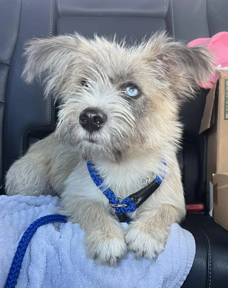A young medium-sized female Mixed Breed dog named Hallie for adoption in Mt Pleasant, SC