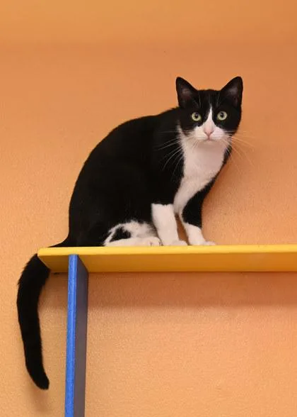 An adult medium-sized female Domestic Short Hair cat named Ella for adoption in Baton Rouge, LA