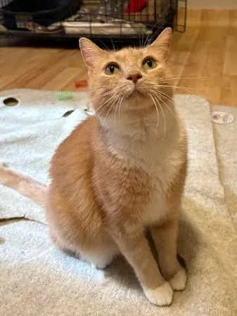 A young medium-sized female Orange & White Domestic Medium Hair cat named Beauty for adoption in Indianapolis, IN