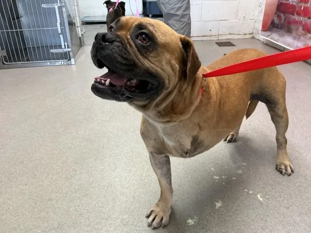 A young medium-sized male Boxer dog named Hopper for adoption in San Bernardino, CA