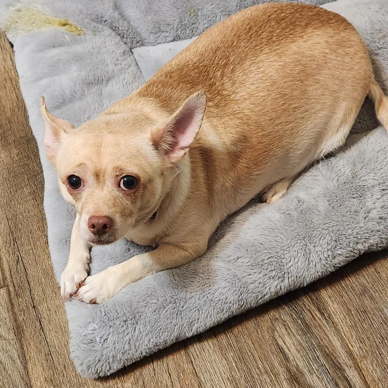 An adult small-sized female Chihuahua dog named DeeDee for adoption in Walnutport, PA