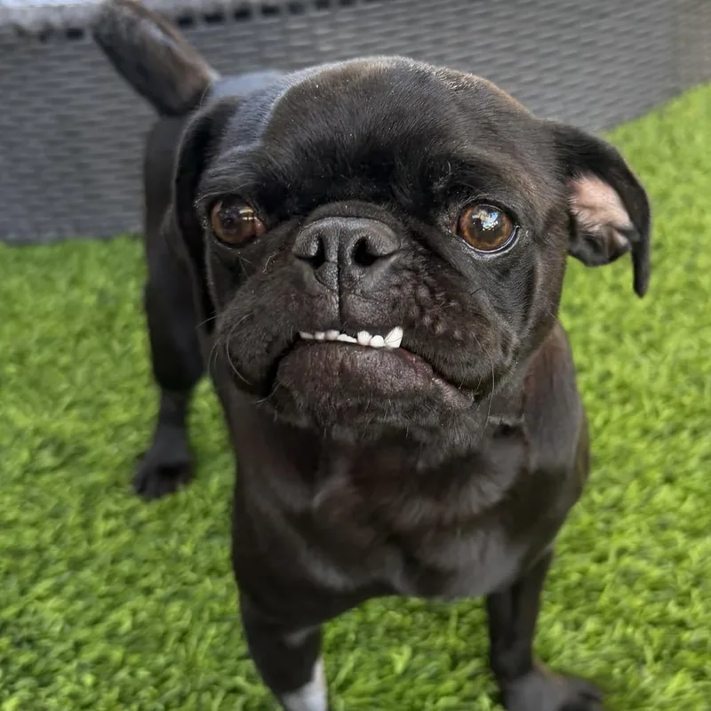 Puggy