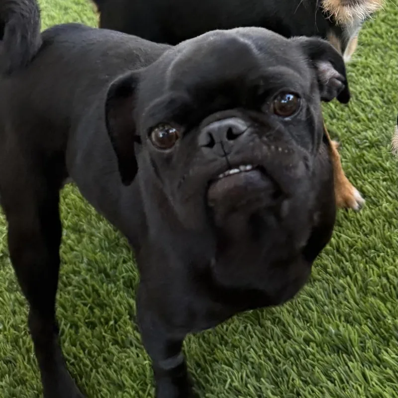 Puggy thumbnail 2