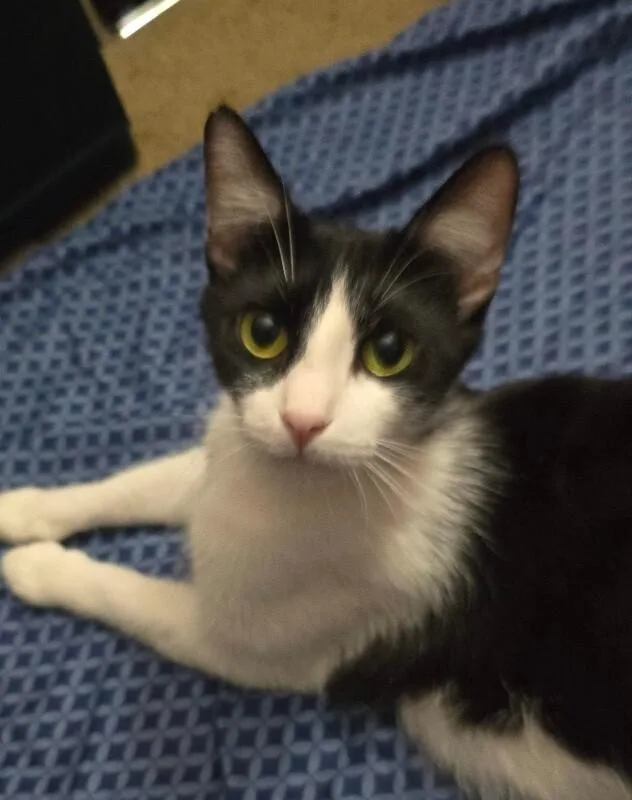 An adult medium-sized female Black Tuxedo cat named Winnie Mama Hocus Pocus for adoption in Anthem, AZ