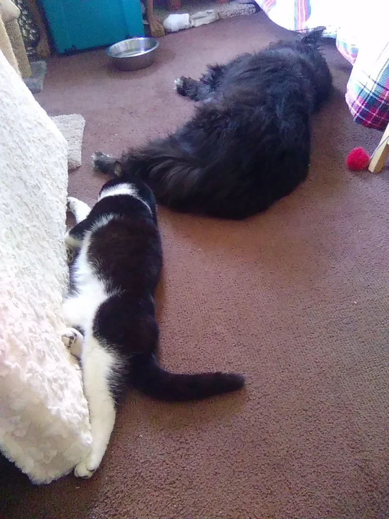 Puddin’ thumbnail 2