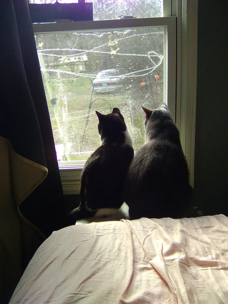 Puddin’ thumbnail 3