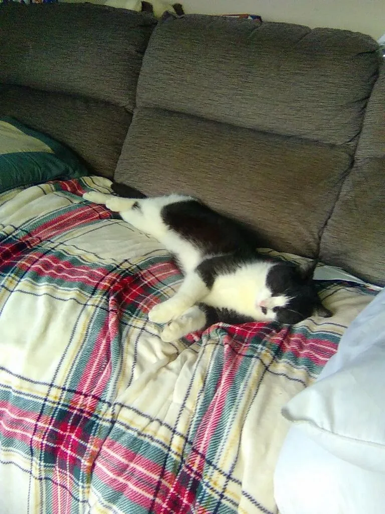 Puddin’ thumbnail 4