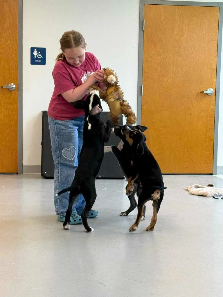 A baby medium-sized male Hound dog named Iron Man for adoption in New Kensington, PA