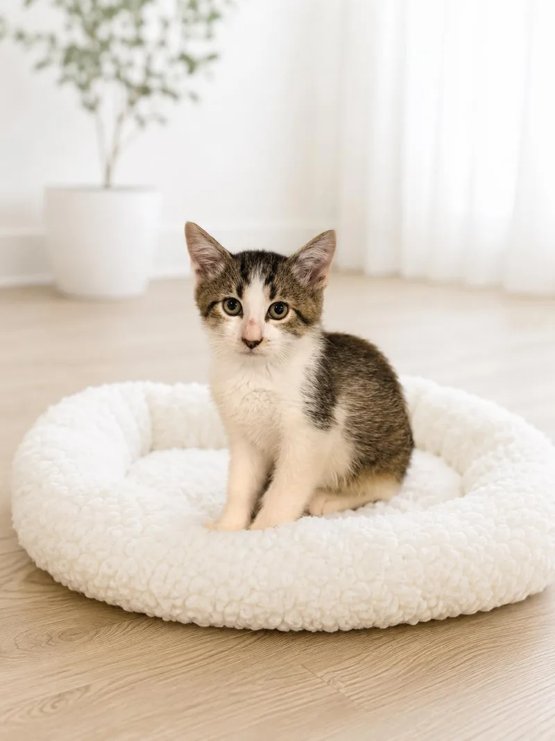 A baby medium-sized male Domestic Short Hair cat named Badger for adoption in Crown Point, IN