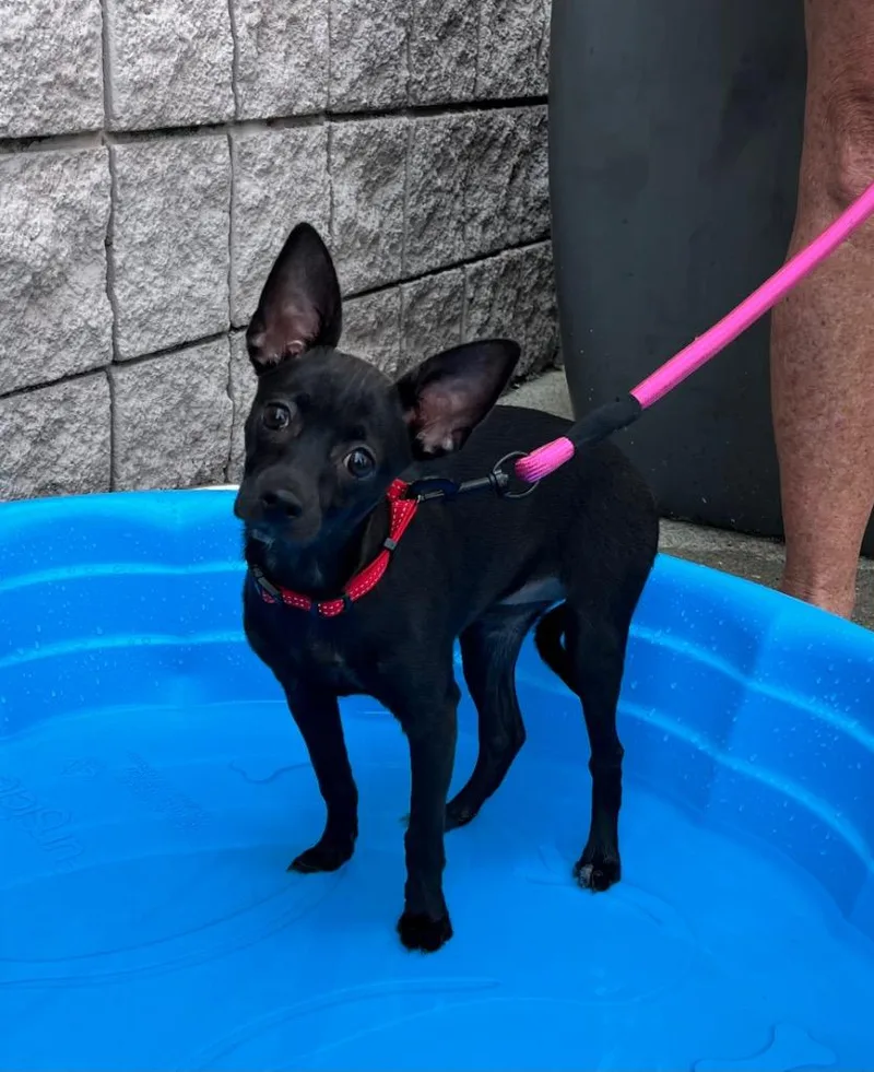 A baby small-sized female Chihuahua dog named Daisy Duke for adoption in New Bern, NC