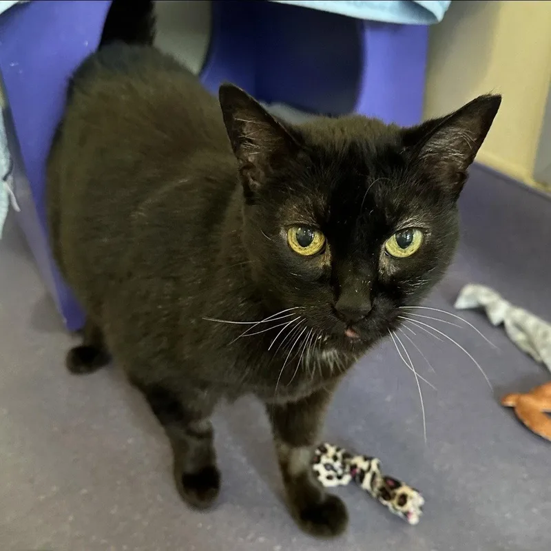 Queen Bobomb thumbnail 2