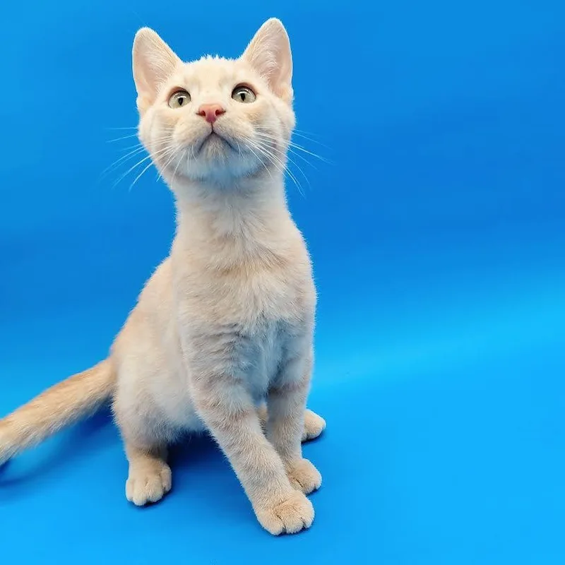 A baby medium-sized male Domestic Short Hair cat named Red Delicious for adoption in Springfield, MO
