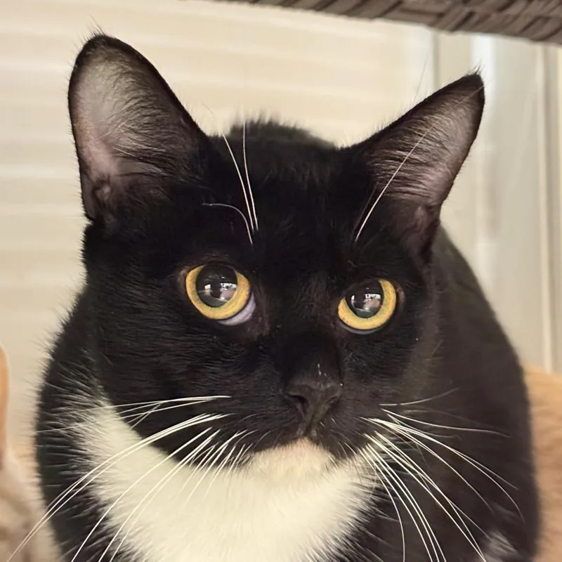 Dolly Purrton