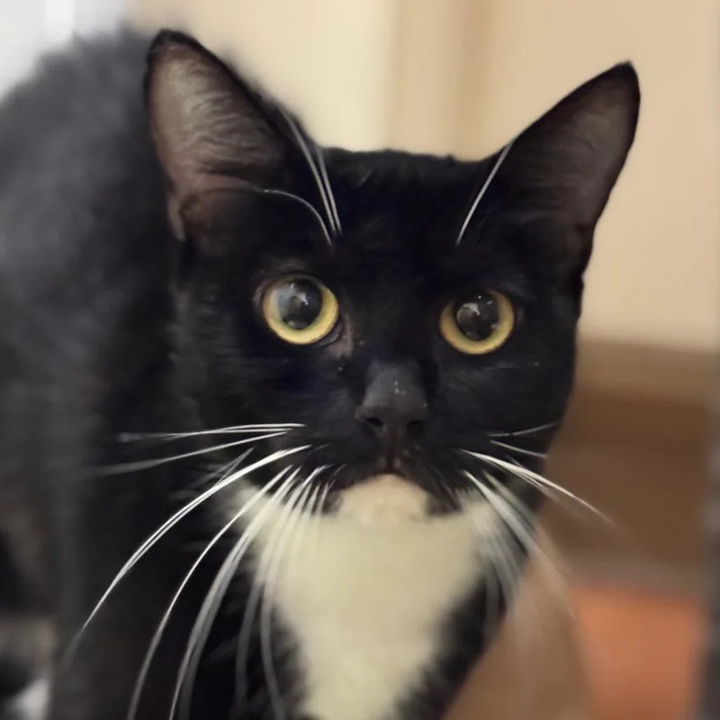 Dolly Purrton thumbnail 2