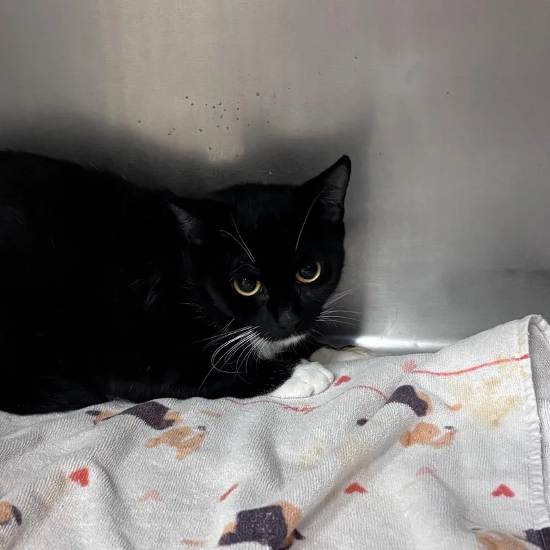Dolly Purrton thumbnail 3