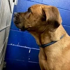 An adult large-sized male Brown / Chocolate Mastiff dog named Meatball for adoption in York, PA