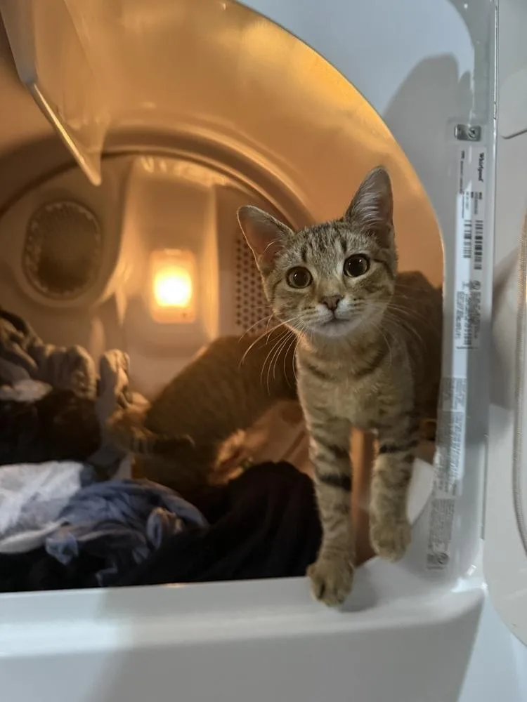 A baby small-sized female Tabby (Brown / Chocolate) Domestic Short Hair cat named Jordan for adoption in West Mifflin, PA