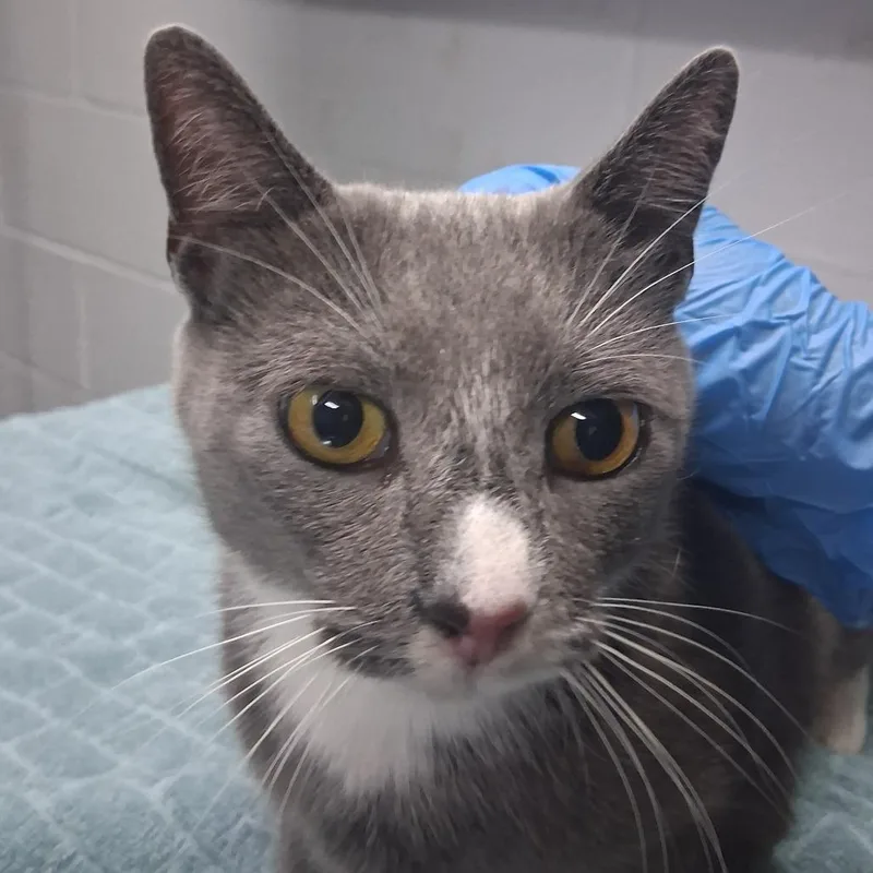 An adult medium-sized female Gray / Blue / Silver Domestic Short Hair cat named Leona for adoption in Summerville, SC