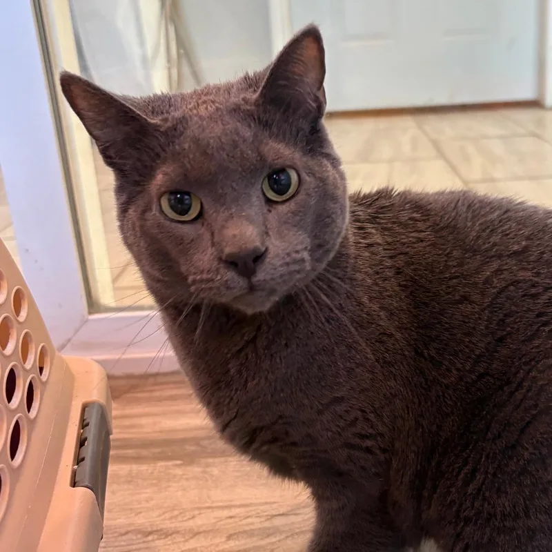 An adult small-sized male Gray / Blue / Silver Russian Blue cat named Fig for adoption in West Des Moines, IA