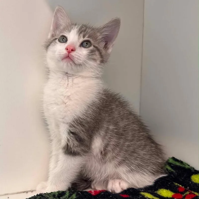 A baby small-sized male White Domestic Short Hair cat named Portobello for adoption in Jasper, IN