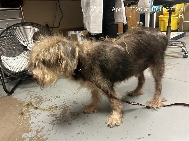 An adult medium-sized male Maltese dog named Sprockett for adoption in Ocala, FL