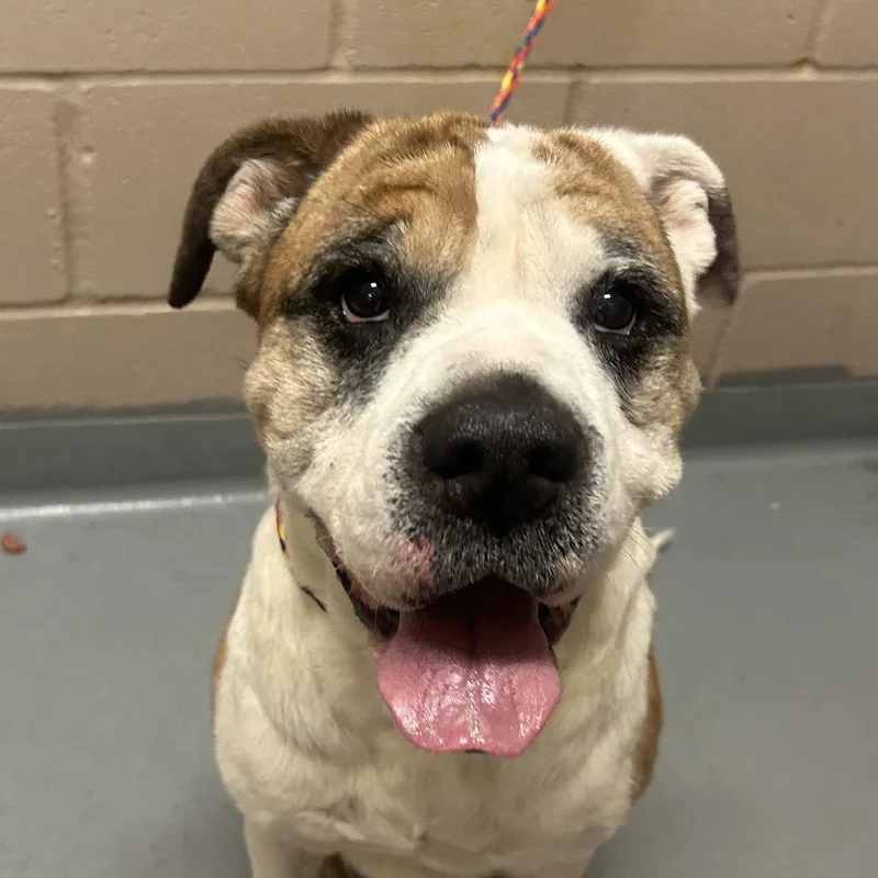 A senior large-sized female White / Cream English Bulldog dog named Minnie for adoption in Tacoma, WA