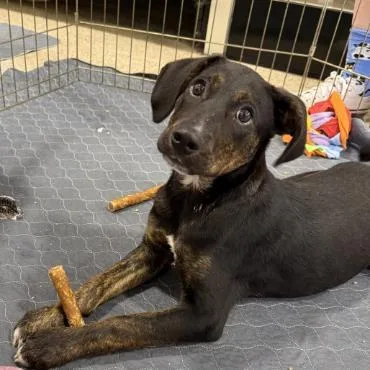 A baby medium-sized male Mixed Breed dog named Nemo for adoption in West Chester, PA