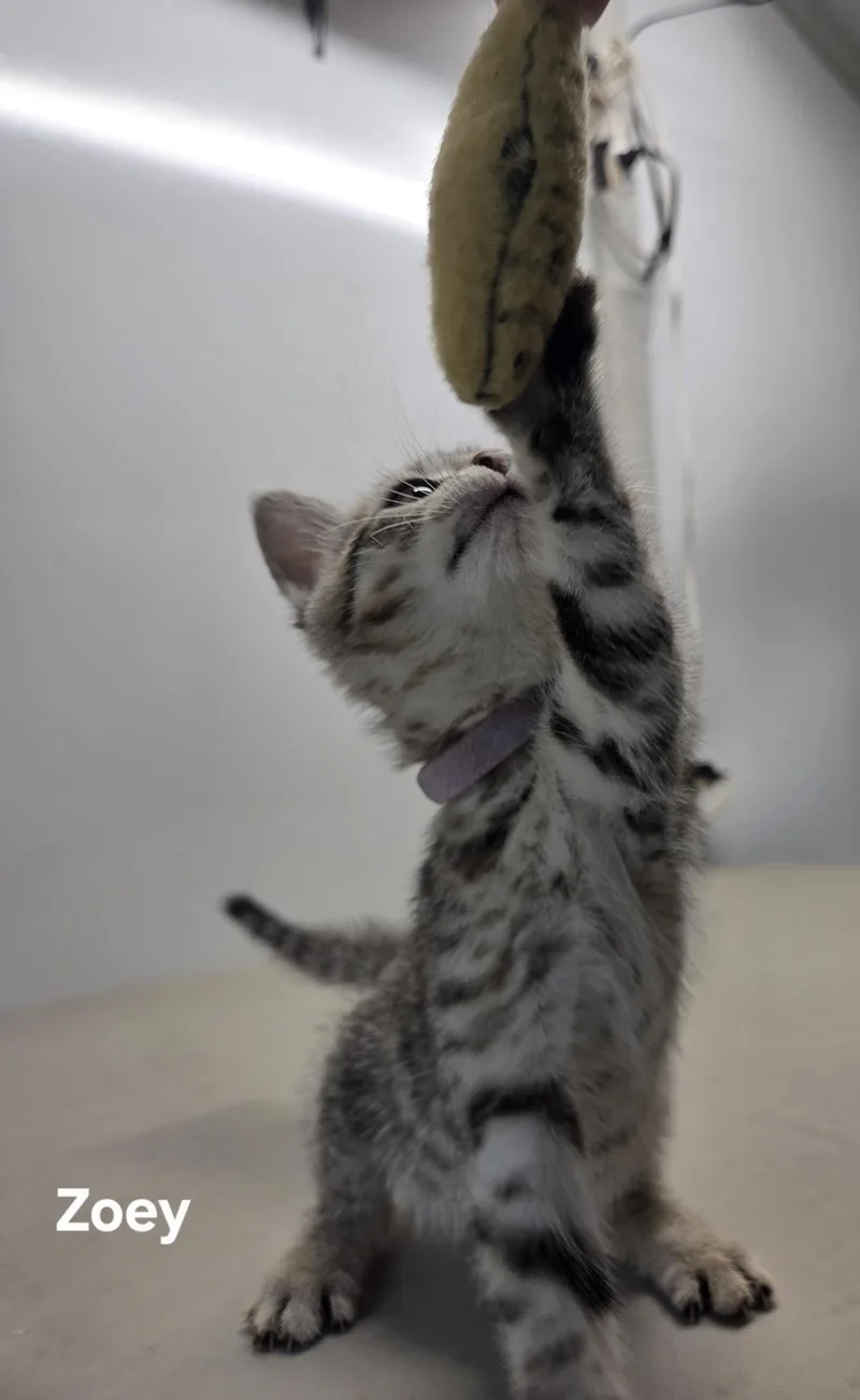 A baby small-sized female Tabby cat named Zoey for adoption in Delray, WV