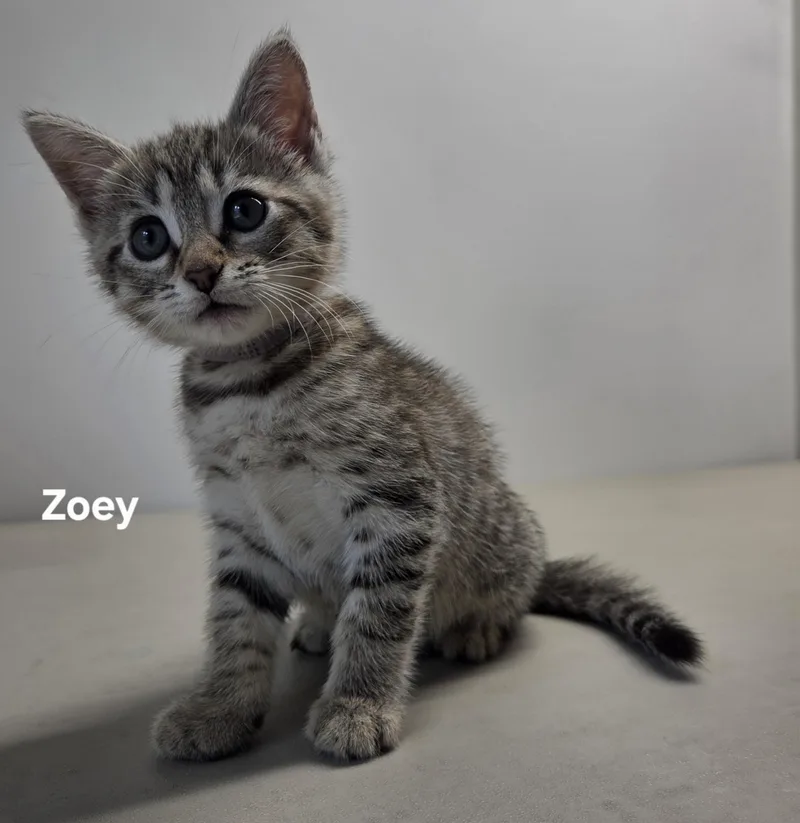 Zoey thumbnail 2