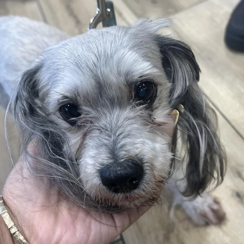 A baby small-sized male Gray / Blue / Silver Poodle dog named Ahnjstray for adoption in Newark, NJ
