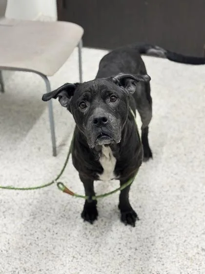 An adult large-sized female Mixed Breed dog named Maggie for adoption in Atlanta, GA