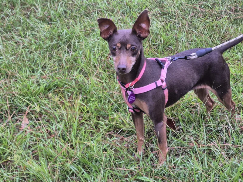 A senior small-sized female Red / Chestnut / Orange Miniature Pinscher dog named Nina for adoption in metairie, LA
