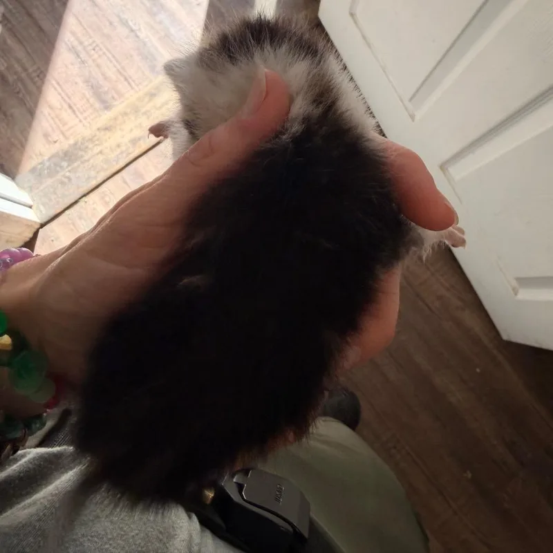 A baby small-sized female Calico Domestic Short Hair cat named M&m for adoption in Evensville, TN